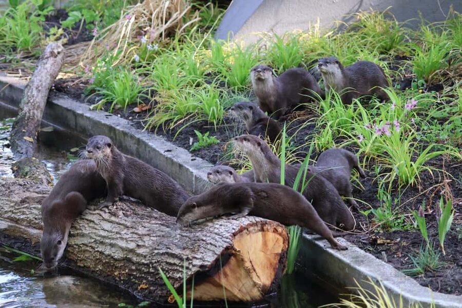Amsterdam: ARTIS Amsterdam Royal Zoo Entry Ticket - Gardens, Historic Buildings, and Vegetarian-Friendly Breaks