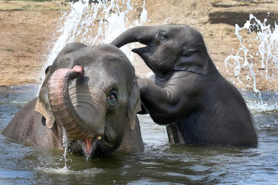 Amsterdam: ARTIS Royal Zoo and ARTIS Groote Museum Ticket - Key Highlights to Know Before You Go