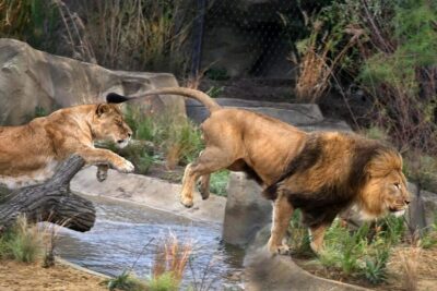 ARTIS Royal Zoo and ARTIS Groote Museum Ticket