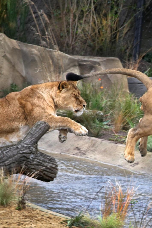 Amsterdam: ARTIS Royal Zoo and ARTIS Groote Museum Ticket - Animals You Can Actually Plan Around
