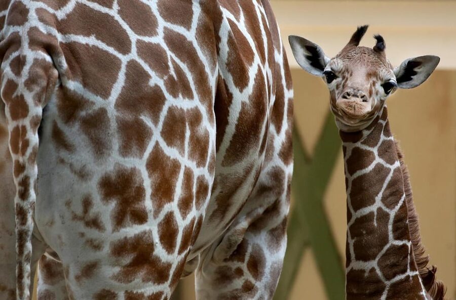 Amsterdam: Artis Royal Zoo & ARTIS-Micropia Combo Ticket - Key Things You Should Know Before You Go