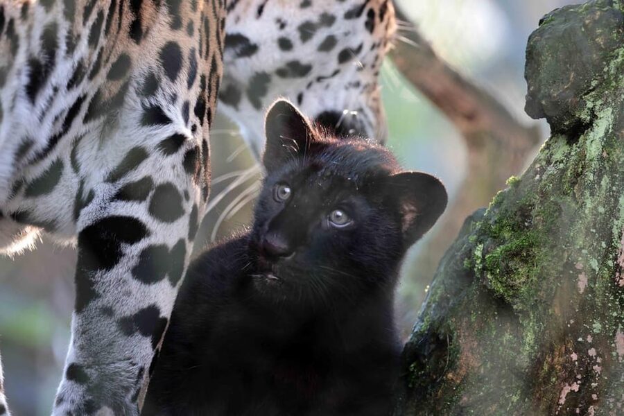 Amsterdam: Artis Royal Zoo & ARTIS-Micropia Combo Ticket - Why the ARTIS Zoo and Micropia combo makes sense