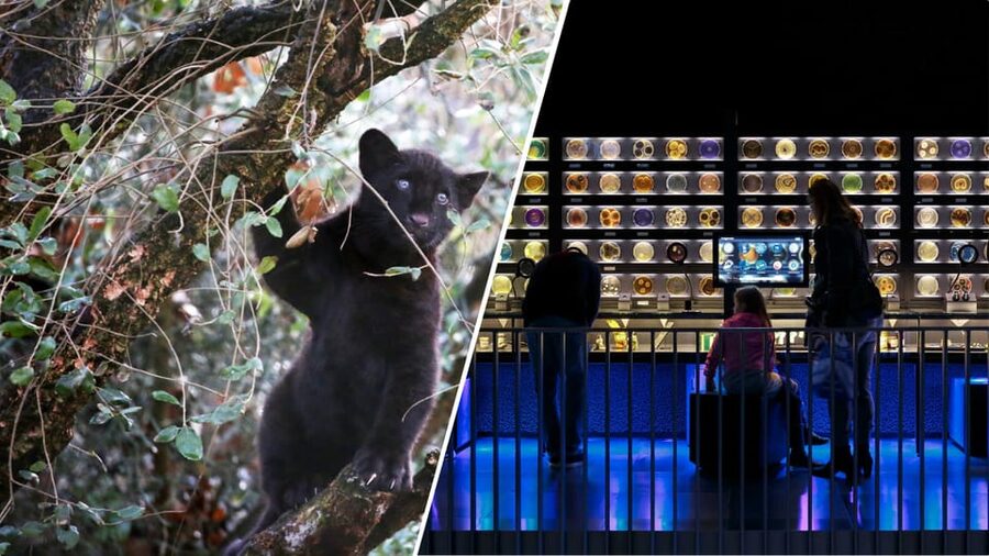 Amsterdam: Artis Royal Zoo & ARTIS-Micropia Combo Ticket - ARTIS Amsterdam Royal Zoo highlights: elephants, Madagascar, and penguins