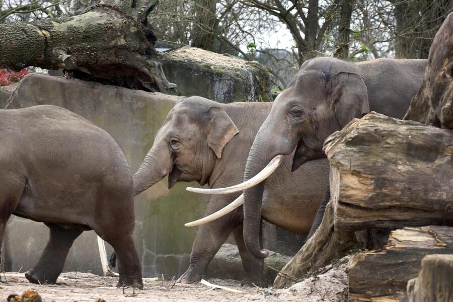 Amsterdam: Artis Royal Zoo & ARTIS-Micropia Combo Ticket - Planetarium access included with your ticket