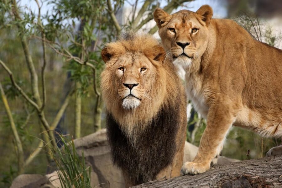 Amsterdam: Artis Royal Zoo & ARTIS-Micropia Combo Ticket - Value, comfort, and who this fits best