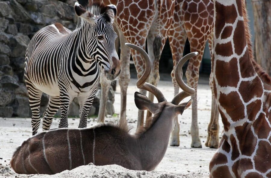 Amsterdam: Artis Royal Zoo & ARTIS-Micropia Combo Ticket - Should you book this ARTIS Royal Zoo and Micropia combo ticket?