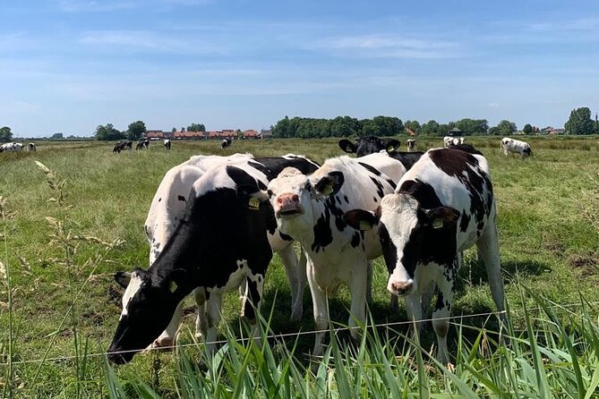 Amsterdam Countryside Bike and Kayak Tour - Bikes, Gear, and Double Kayaks: What the Day Feels Like in Motion