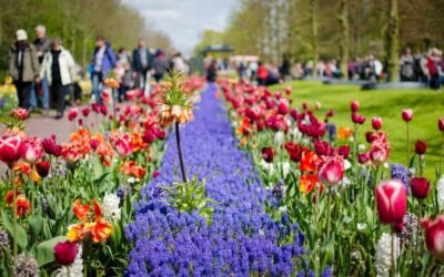 Day Tour Keukenhof and Zaanse Schans Windmills