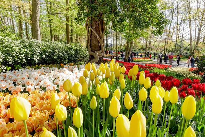 Amsterdam: Half Day Guided Keukenhof Tulip Garden Tour - Key Things I’d Watch for Before You Go