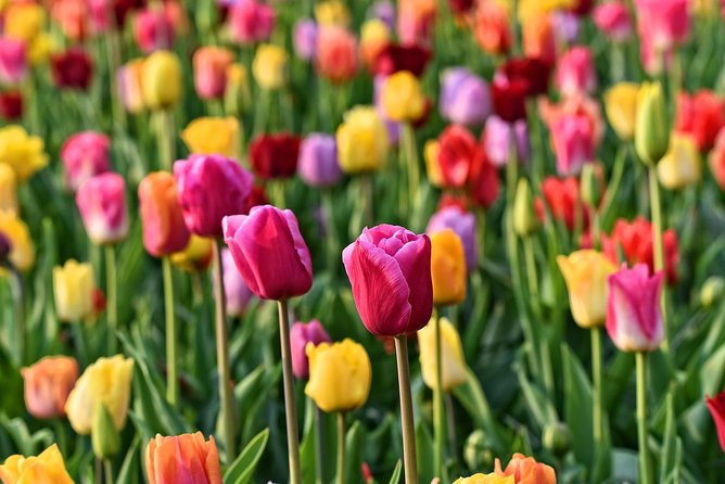Amsterdam: Half Day Guided Keukenhof Tulip Garden Tour - If Your Departure Adds Zaanse Schans: Windmills, Cheese, and Timing