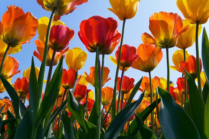 Amsterdam: Half Day Guided Keukenhof Tulip Garden Tour - Value at $71.30: What You Pay For, and What You Don’t