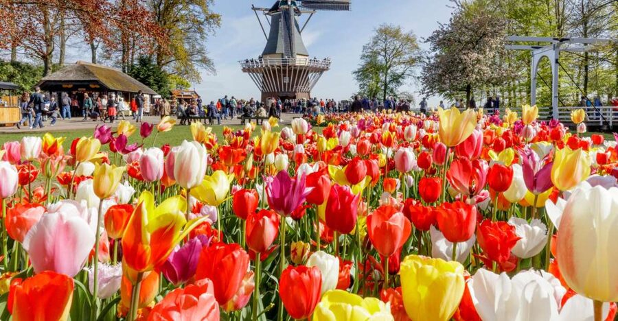 Amsterdam: Keukenhof and Zaanse Schans Live Guided Day Tour - Timing, Weather, and What to Pack for a 9-Hour Spring Day