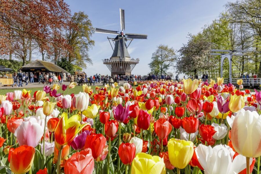 Amsterdam: Keukenhof and Zaanse Schans Live Guided Day Tour - Village Walking Time: How Much Windmill Viewing You’ll Actually Get