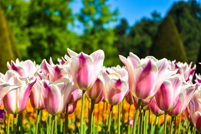 Amsterdam: Keukenhof and Zaanse Schans Windmills Guided Day Trip - Amsterdam Canal Cruise upgrade: how to use the open departure ticket