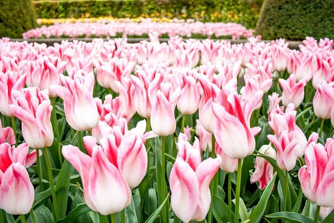 Amsterdam: Keukenhof Entry & Shuttle Bus with Flexible Return - The Bus Ride Through Tulip Season Country