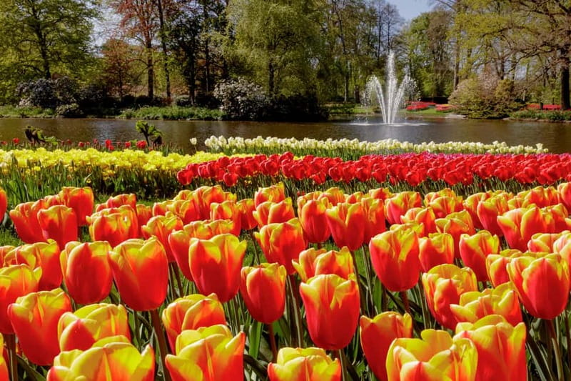 Amsterdam: Keukenhof Entry & Shuttlebus with Flexible Return - How long should you plan inside Keukenhof?
