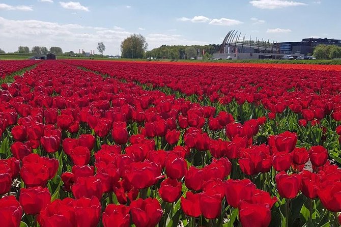 Amsterdam : Keukenhof FlowerFarm Privatetour Skip-The-Line ticket - Key takeaways before you book