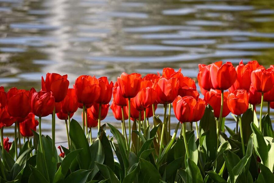 Amsterdam: Keukenhof Gardens Guided Tour Spanish and English - Timing Tips: How to Avoid the Common Group-Day Problems