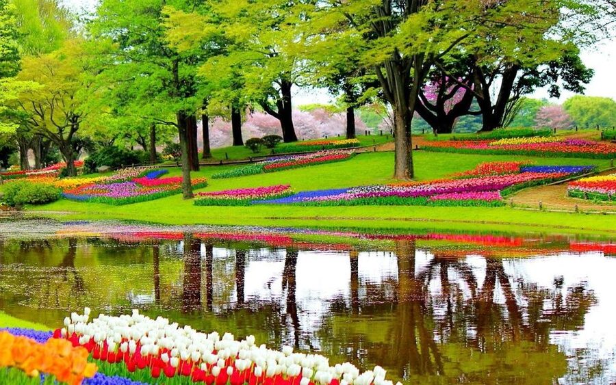 Amsterdam: Keukenhof Gardens Private Sightseeing Tour - Key things I’d focus on before you go