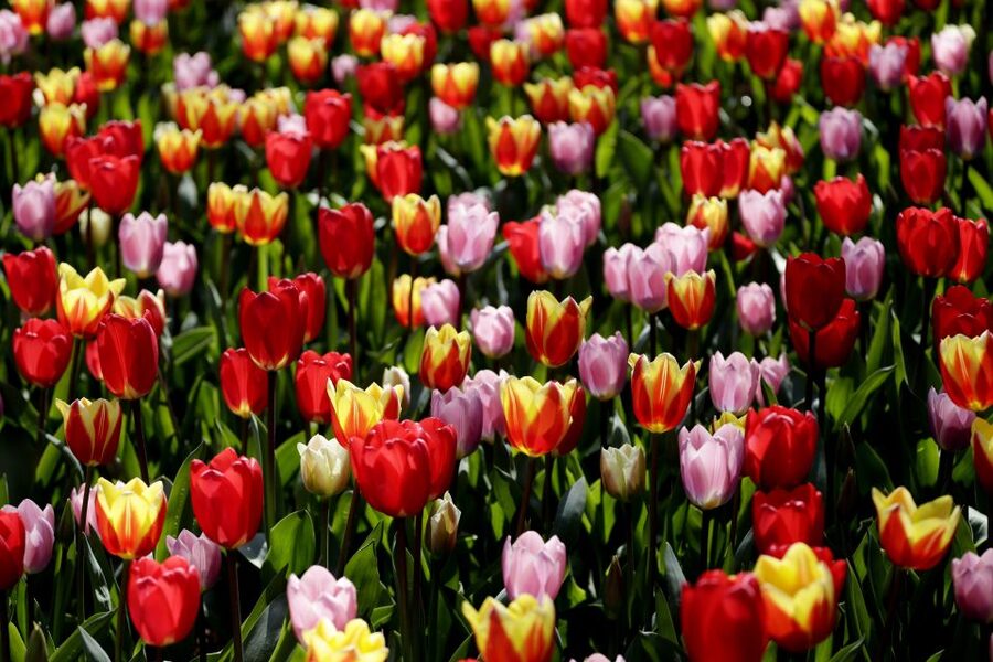 Amsterdam: Keukenhof Ticket with Shuttle Bus + Canal Cruise - Getting to the meeting point fast: Central Station to This is Holland