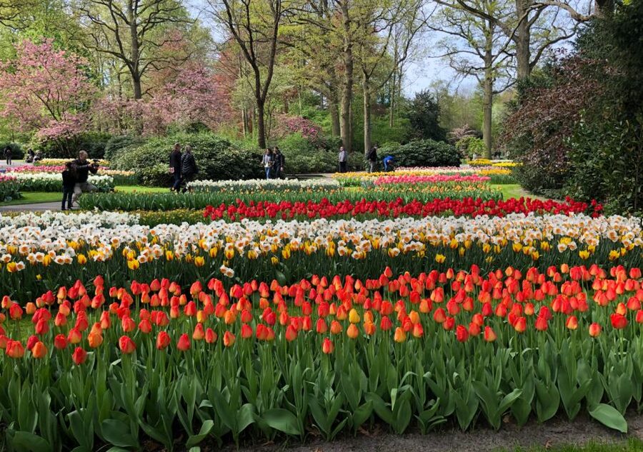 Amsterdam: Keukenhof Tulip Garden and Giethoorn Experience - Giethoorn’s canal cruise: why the village feels like a fairy tale