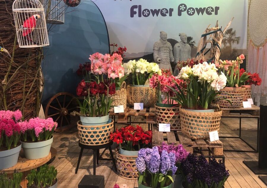 Amsterdam: Keukenhof Tulip Garden and Giethoorn Experience - What you should pack so the day feels easy