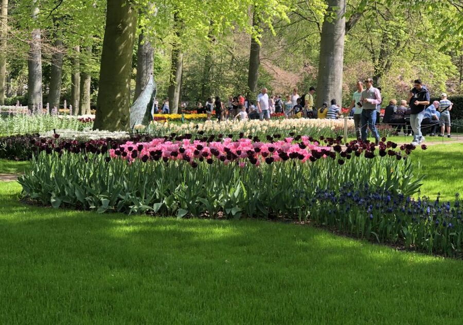 Amsterdam: Keukenhof Tulip Garden and Giethoorn Experience - Price and value: what $175 really buys you