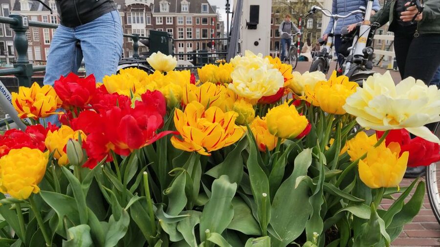 Amsterdam: Off the Beaten Path Bike Tour in French - Magere Brug and Amstelveld: classic Amsterdam views, timed right