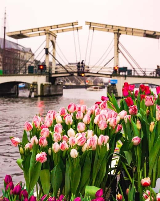 Amsterdam: Premium Tulip Boat Canal Tour - Onboard Bar and Drinks: Nice Touch, Small Caveats