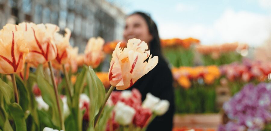 Amsterdam: Premium Tulip Boat Canal Tour - Timing, Weather, and Covered Boats: Plan for Visibility
