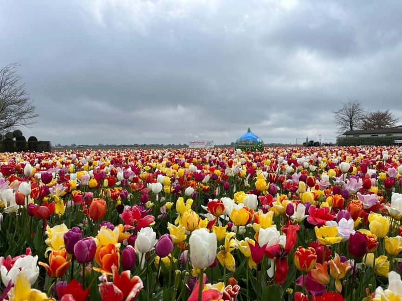 Amsterdam: Private Keukenhof and Free Tulip Tour - Custom timing and small extras you can request