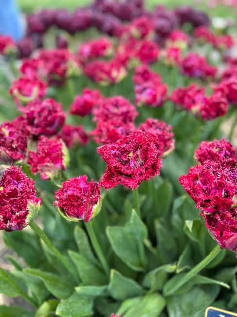 Amsterdam: Private Keukenhof and Free Tulip Tour - Who this private Keukenhof and tulip fields tour fits best