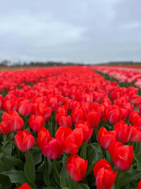Amsterdam: Private Keukenhof and Free Tulip Tour - Price check: when $659 feels like good value