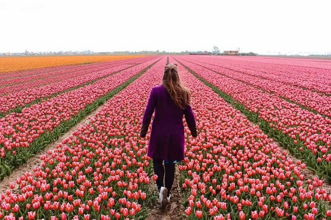 Amsterdam Private Tour to Keukenhof, Tulip Fields and Windmills - Key highlights that make this day work