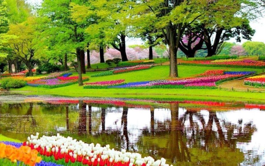 Amsterdam: Private tour Tulips, Keukenhof, Windmill & Cheese - Tulip Experience Amsterdam: museum context, bulb fields, and pluck-your-own fun