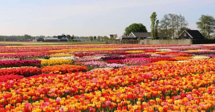 Amsterdam: Private tour Tulips, Keukenhof, Windmill & Cheese - Timing tips for an 8 hour private day