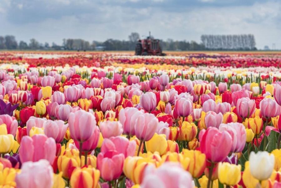 Amsterdam: Private tour Tulips, Keukenhof, Windmill & Cheese - Price and value: is $506 per person fair for this mix?
