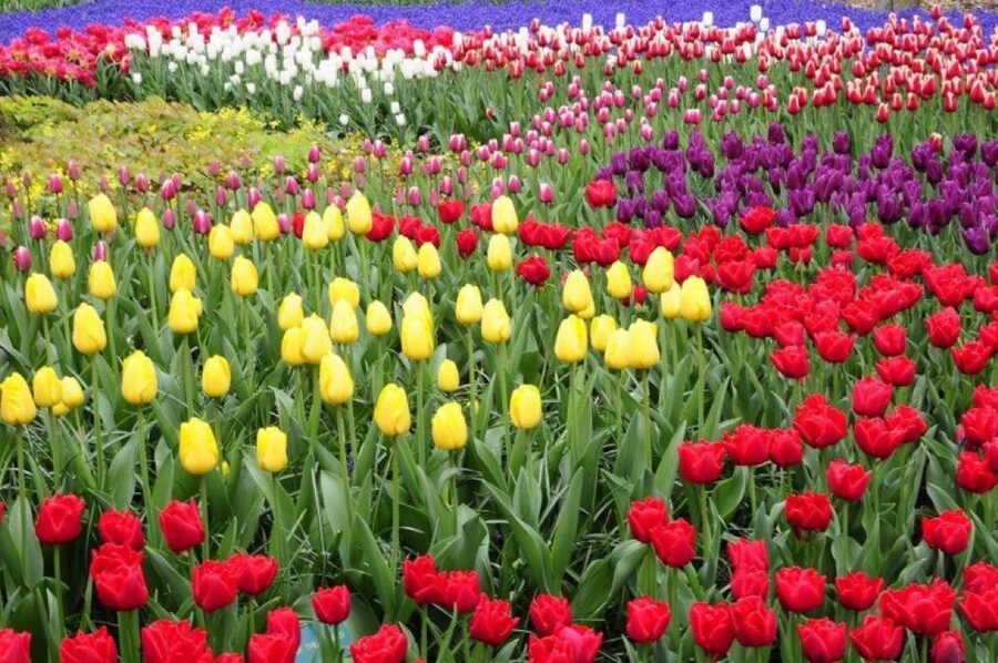 Amsterdam: Private tour Tulips, Keukenhof, Windmill & Cheese - Should you book this Amsterdam private tulip, windmill, and cheese tour?