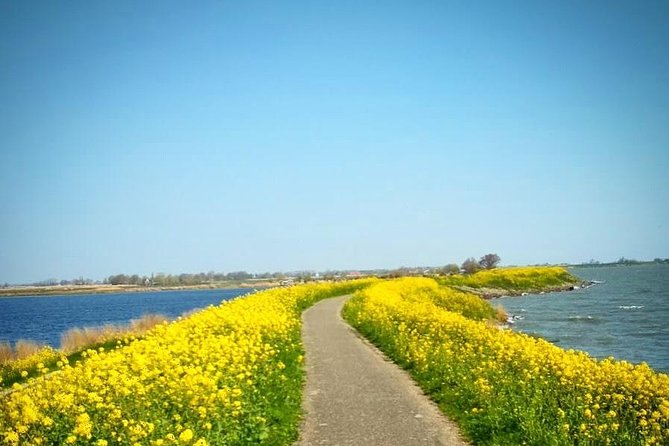 Amsterdam's Countryside Half-Day Bike Tour in Small Group - From Spuistraat at 9:30, then out of the city