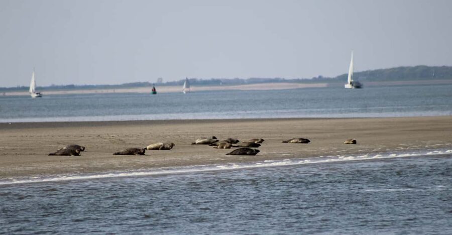 Amsterdam: Seal Safari at Waddensea UNESCO Site - Key things you should know before you go