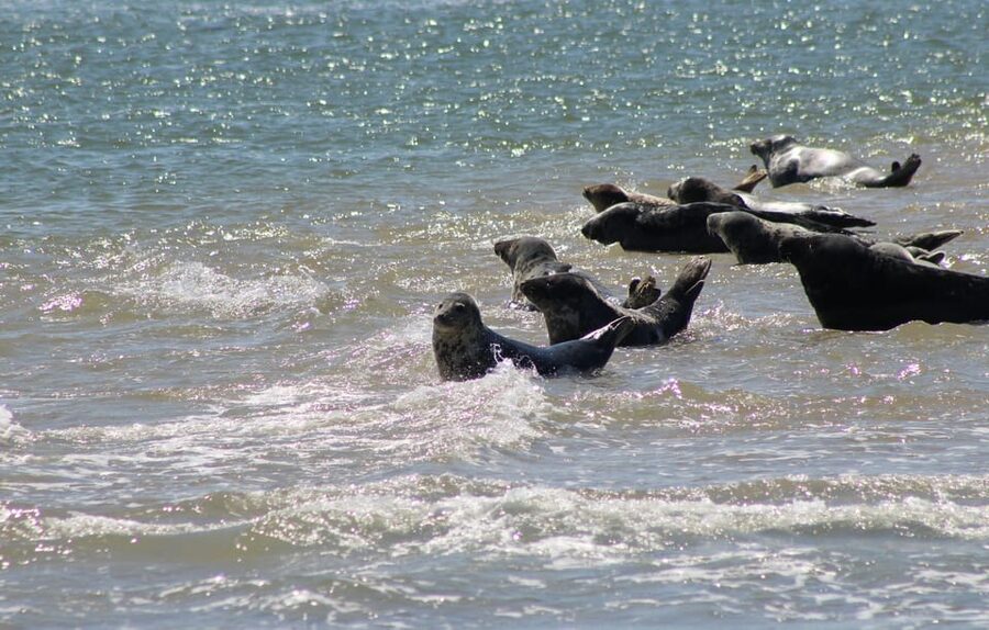 Amsterdam: Seal Safari at Waddensea UNESCO Site - Should you book this seal safari?