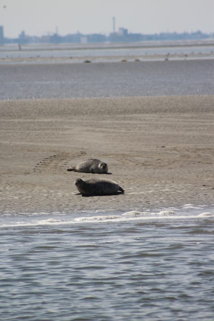 Amsterdam: Seal Safari at Waddensea UNESCO Site - Amsterdam pickup to Dutch countryside drive