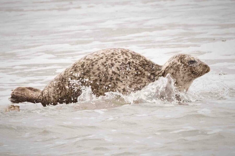 Amsterdam: Seal Safari at Waddensea UNESCO Site - Seal scouting at low tide, with binoculars that actually help