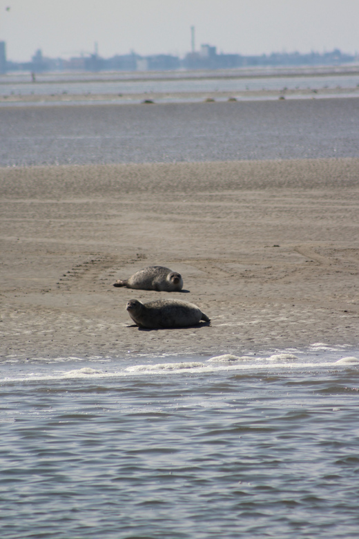 Amsterdam: Seal Safari at Waddensea UNESCO Site - Warm breaks and snacks on the way out and back