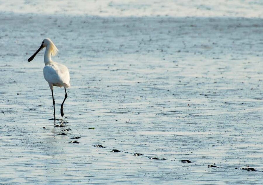 Amsterdam: Seal Safari at Waddensea UNESCO Site - The Twisk village stop: 17th century charm in 20 minutes