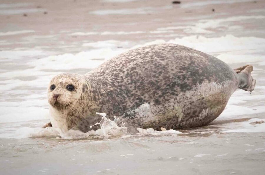 Amsterdam: Seal Safari at Waddensea UNESCO Site - Price and value: what $147 buys you
