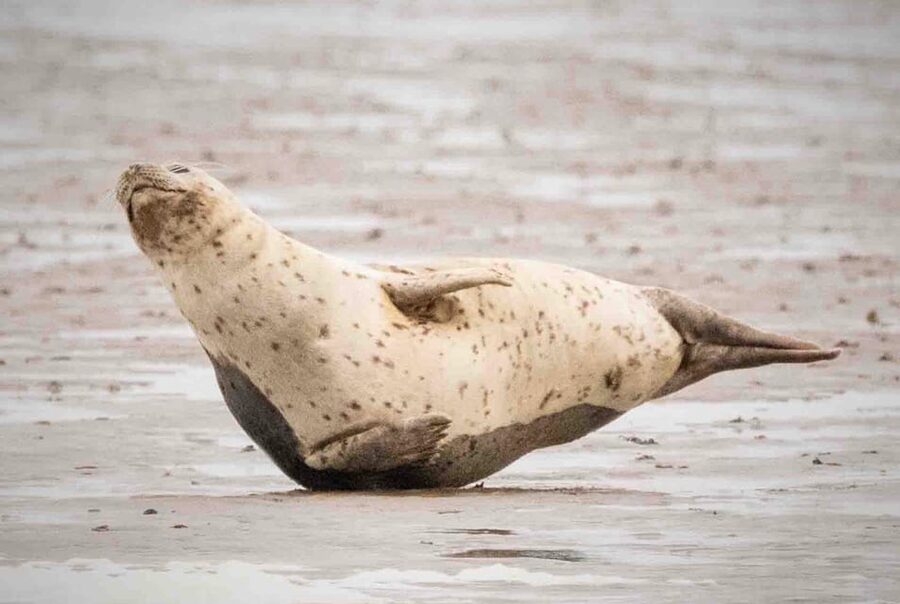 Amsterdam: Seal Safari at Waddensea UNESCO Site - What to wear and bring for a colder, wetter coast