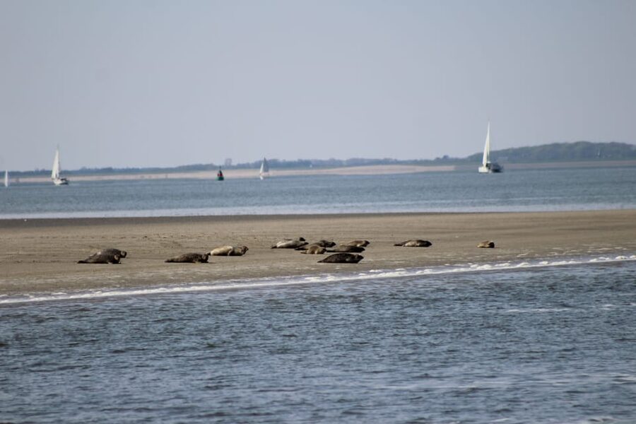 Amsterdam: Seal Safari at Waddensea UNESCO Site - Who this tour is best for