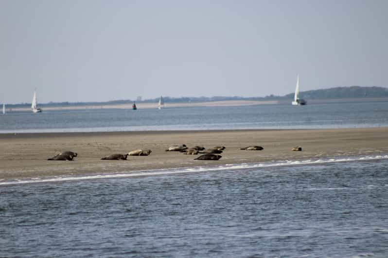 Amsterdam: Seal Safari at Waddensea UNESCO Site - Boarding in Den Oever and cruising the UNESCO Waddensea