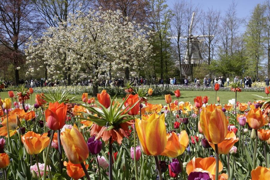 Amsterdam: Tour to Keukenhof Gardens with Windmill Cruise - The return to Amsterdam, built around flexibility